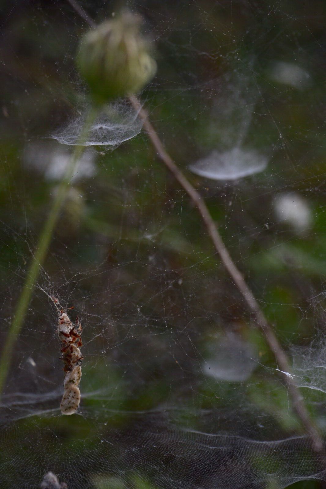 La Cyrtophora citricola: il ragno ingegnere